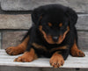 Rottweiler For Sale Fredericksburg OH -Female Maggie