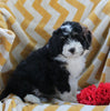 Mini Bernedoodle For Sale Applecreek OH Female-Janae