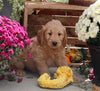 Goldendoodle For Sale Sugarcreek OH Male-Conner