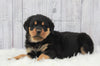 AKC Registered Rottweiler For Sale Millersburg, OH Male- Ace