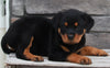 Rottweiler For Sale Fredericksburg OH -Female Lily