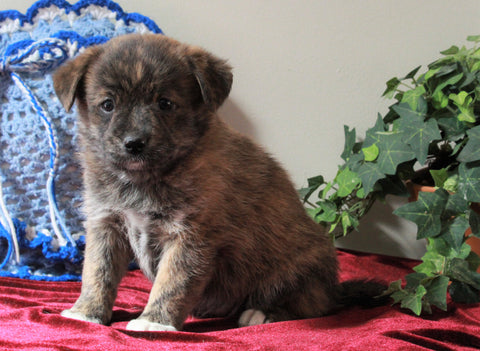 Pomeranian Mix For Sale Holmesvile, OH Female- Twix