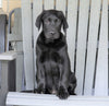 AKC Registered Labrador Retriever For Sale Sugarcreek, OH Male- Buddy