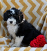 Mini Bernedoodle For Sale Applecreek OH Female-Janae