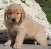 AKC Registered Golden Retriever For Sale Millersburg OH Male-Philip
