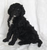 Standard Goldendoodle For Sale Sugarcreek OH Male- Solomon