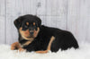 AKC Registered Rottweiler For Sale Millersburg, OH Male- Rocky