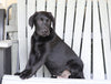 AKC Registered Labrador Retriever For Sale Sugarcreek, OH Male- Buddy