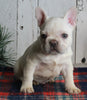 AKC Registered French Bulldog For Sale Millersburg OH Male-Winston