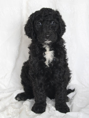 Standard Goldendoodle For Sale Sugarcreek OH Male- Solomon