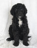 Standard Goldendoodle For Sale Sugarcreek OH Male- Solomon