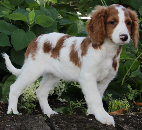 Medium F1BB Goldendoodle For Sale Millersburg OH Female-Dassie