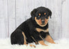 AKC Registered Rottweiler For Sale Millersburg, OH Male- Rocky