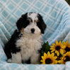 Mini Bernedoodle For Sale Applecreek OH Male-Diesel