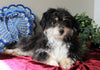 Mini Aussiedoodle For Sale Holmesville, OH Male- Blackie