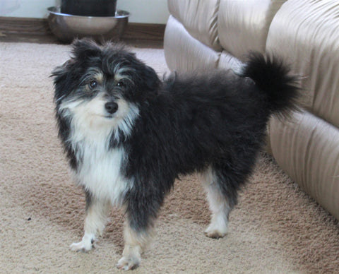 Mini Aussiedoodle For Sale Holmesville, OH Male- Blackie