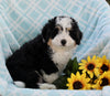 Mini Bernedoodle For Sale Applecreek OH Male-Diesel