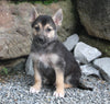 German Shepard/SiberiannHusky For Sale Millersburg OH Male-Jasper