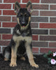 AKC Registered German Shepherd For Sale Millersburg OH Female-Megan
