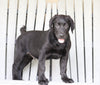 AKC Registered Labrador Retriever For Sale Sugarcreek, OH Male- Buddy
