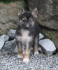German Shepherd/Siberian Husky For Sale Millersburg OH Male-Jamie