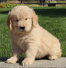 AKC Registered Golden Retriever For Sale Millersburg OH Male-Peter