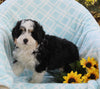 Mini Bernedoodle For Sale Applecreek OH Male-Diesel