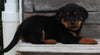 Rottweiler For Sale Fredericksburg OH -Male Jax