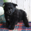 Pomapoo For Sale Millersburg OH Female-Sally