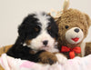 AKC Registered Bernese Mountain Dog For Sale Brinkhaven OH Female-Ally