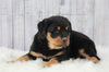 AKC Registered Rottweiler For Sale Millersburg, OH Male- Thunderbolt