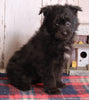 Pomapoo For Sale Millersburg OH Female-Sally