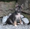 German Shepherd/Siberian Husky For Sale Millersburg OH Male-Jamie
