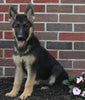 AKC Registered German Shepherd For Sale Millersburg OH Female-Megan