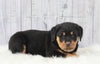 AKC Registered Rottweiler For Sale Millersburg, OH Male- Thunderbolt
