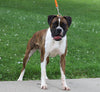ACA Registered Boxer For Sale Sugarcreek, OH Female- Flash