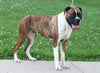 ACA Registered Boxer For Sale Sugarcreek, OH Female- Flash