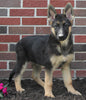 AKC Registered German Shepherd For Sale Millersburg OH Female-Megan