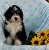 Mini Bernedoodle For Sale Applecreek OH Male-Sam