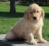 AKC Registered Golden Retriever For Sale Millersburg OH Female-Penny