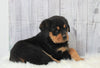 AKC Registered Rottweiler For Sale Millersburg, OH Female- Millie
