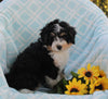 Mini Bernedoodle For Sale Applecreek OH Male-Sam