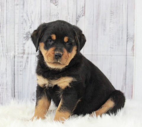 AKC Registered Rottweiler For Sale Millersburg, OH Female- Millie