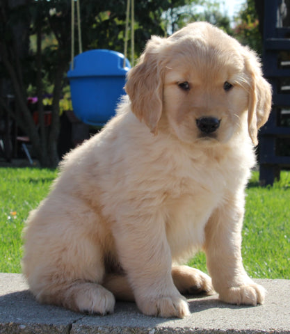 AKC Registered Golden Retriever For Sale Millersburg OH Female-Peggy