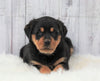 AKC Registered Rottweiler For Sale Millersburg, OH Female- Millie