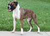 ACA Registered Boxer For Sale Sugarcreek, OH Female- Flash