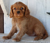 AKC Registered Cavalier For Sale Millersburg OH Male-Asher