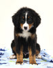 AKC Registered Bernese Mountain Dog For Sale Brinkhaven OH Male-Bruno