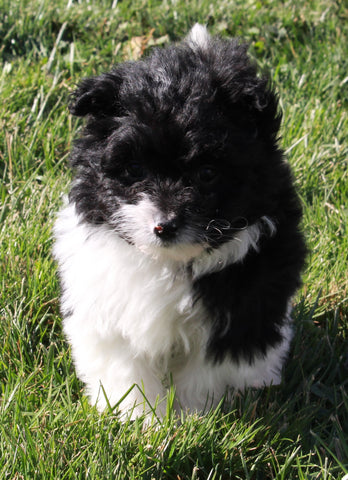Pompoo For Sale Holmesville OH Female-Lily