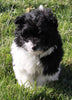 Pompoo For Sale Holmesville OH Female-Lily